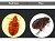 Major's Pest Management Services