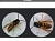 Major's Pest Management Services
