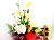 Primula Florist & Reef