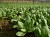 Zenxin Agri-Organic Food