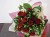 Denis Flower Shop