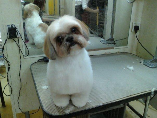 Fur Snip