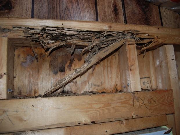 Signs Your Home is Infested With Termites