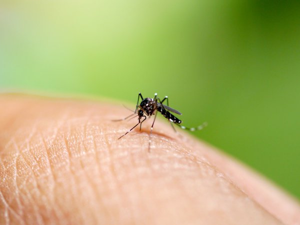 Battling dengue: Important things that you should know